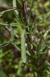 Narrowleaf evening-primrose